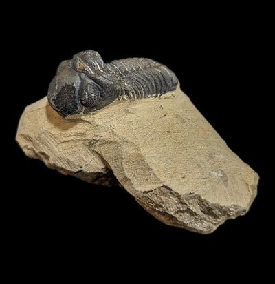 Fossilized Trilobite Gerastos-Fossils-Moussa-PaxtonGate