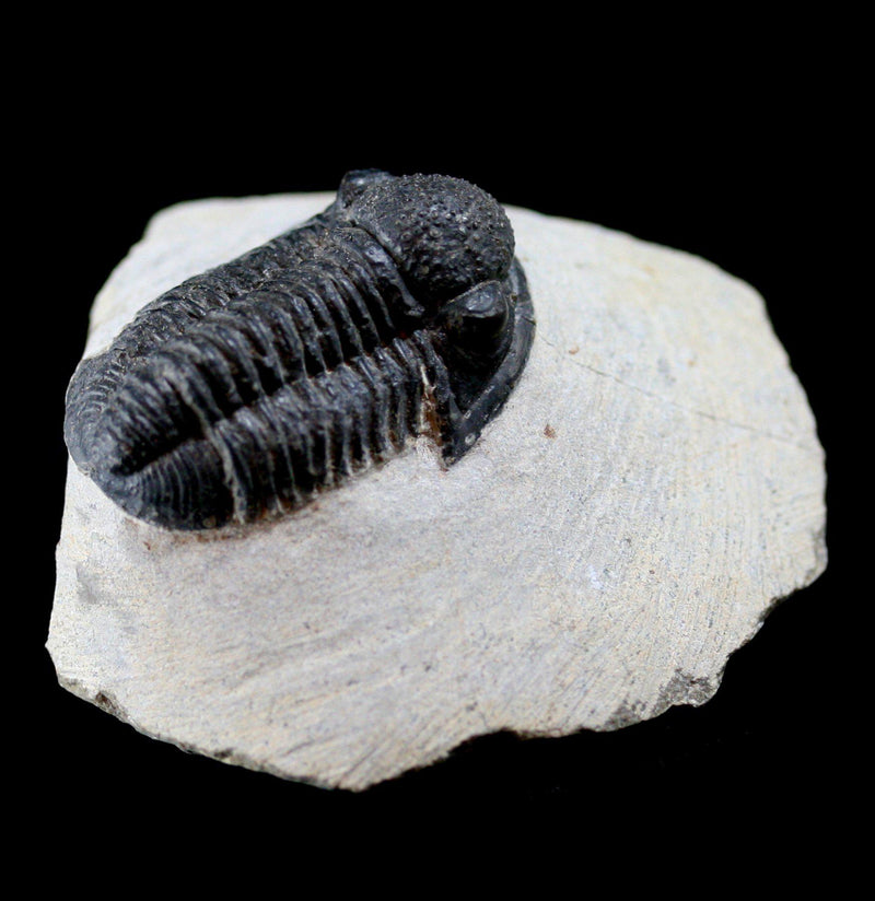 Fossilized Trilobite Gerastos - Paxton Gate