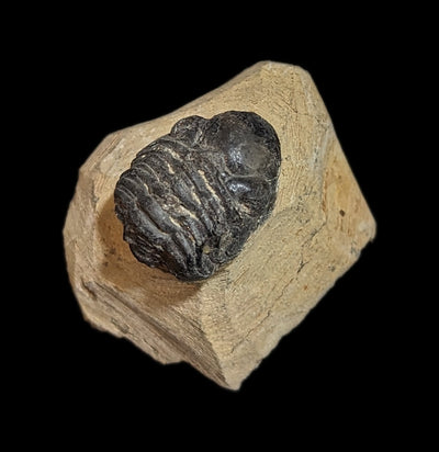 Fossilized Trilobite Gerastos-Fossils-Moussa-PaxtonGate