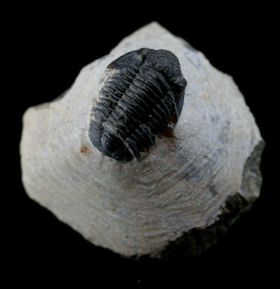 Fossilized Trilobite Gerastos - Paxton Gate