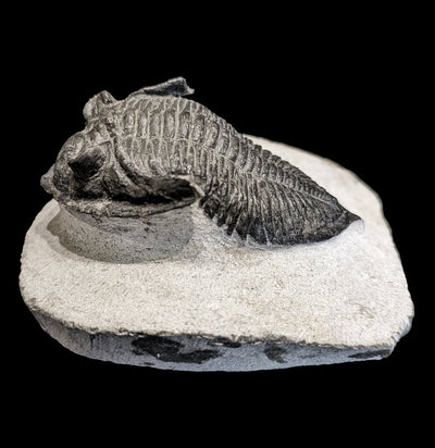 Fossilized Trilobite Odontochile In Matrix - Paxton Gate