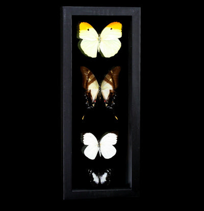 Four Double Glass Framed Mixed Butterflies - Paxton Gate