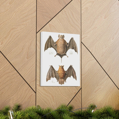 Free Tailed Bats Illustration Canvas Gallery Wraps-Canvas-Printify-PaxtonGate