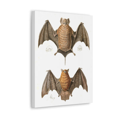 Free Tailed Bats Illustration Canvas Gallery Wraps-Canvas-Printify-PaxtonGate