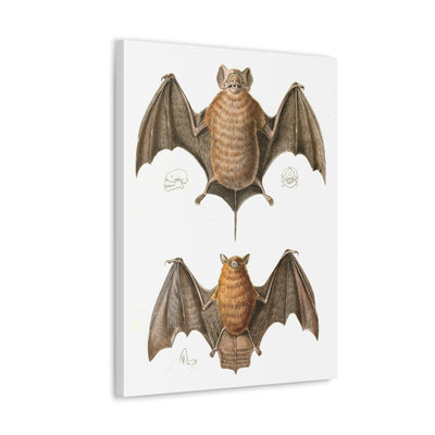 Free Tailed Bats Illustration Canvas Gallery Wraps-Canvas-Printify-PaxtonGate