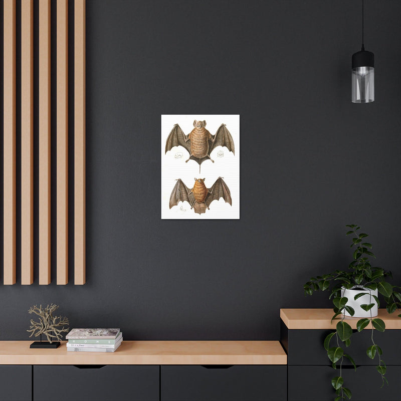 Free Tailed Bats Illustration Canvas Gallery Wraps-Canvas-Printify-PaxtonGate