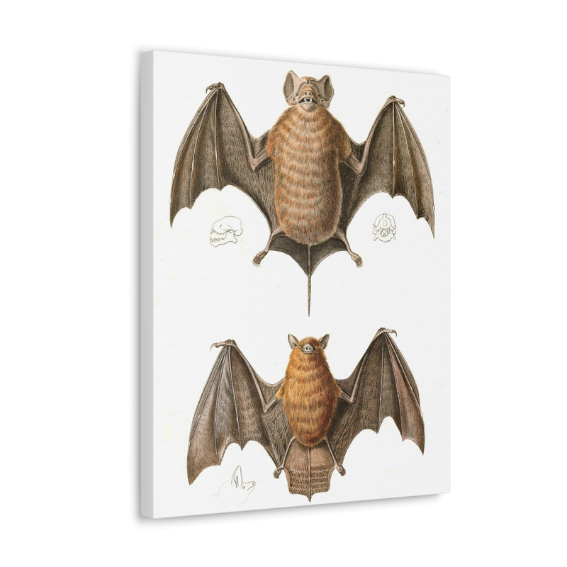 Free Tailed Bats Illustration Canvas Gallery Wraps-Canvas-Printify-PaxtonGate