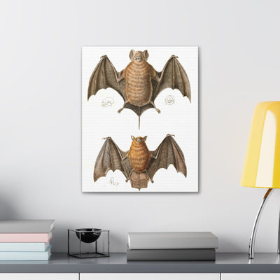 Free Tailed Bats Illustration Canvas Gallery Wraps-Canvas-Printify-PaxtonGate