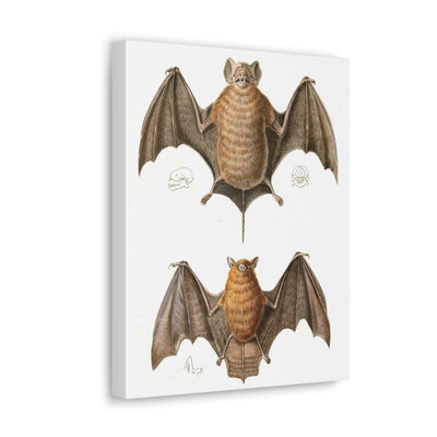 Free Tailed Bats Illustration Canvas Gallery Wraps-Canvas-Printify-PaxtonGate