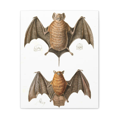 Free Tailed Bats Illustration Canvas Gallery Wraps-Canvas-Printify-PaxtonGate