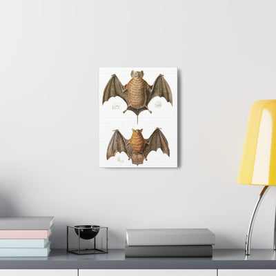 Free Tailed Bats Illustration Canvas Gallery Wraps-Canvas-Printify-PaxtonGate