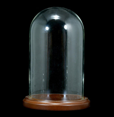 Glass Cloche With Wood Base - Paxton Gate