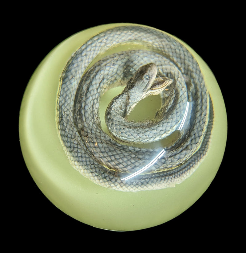 Glow In The Dark Snake Paper Weight-Taxidermy-Real Insect Company-PaxtonGate