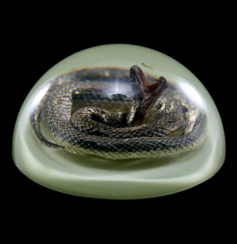 Glow In The Dark Snake Paper Weight - Paxton Gate