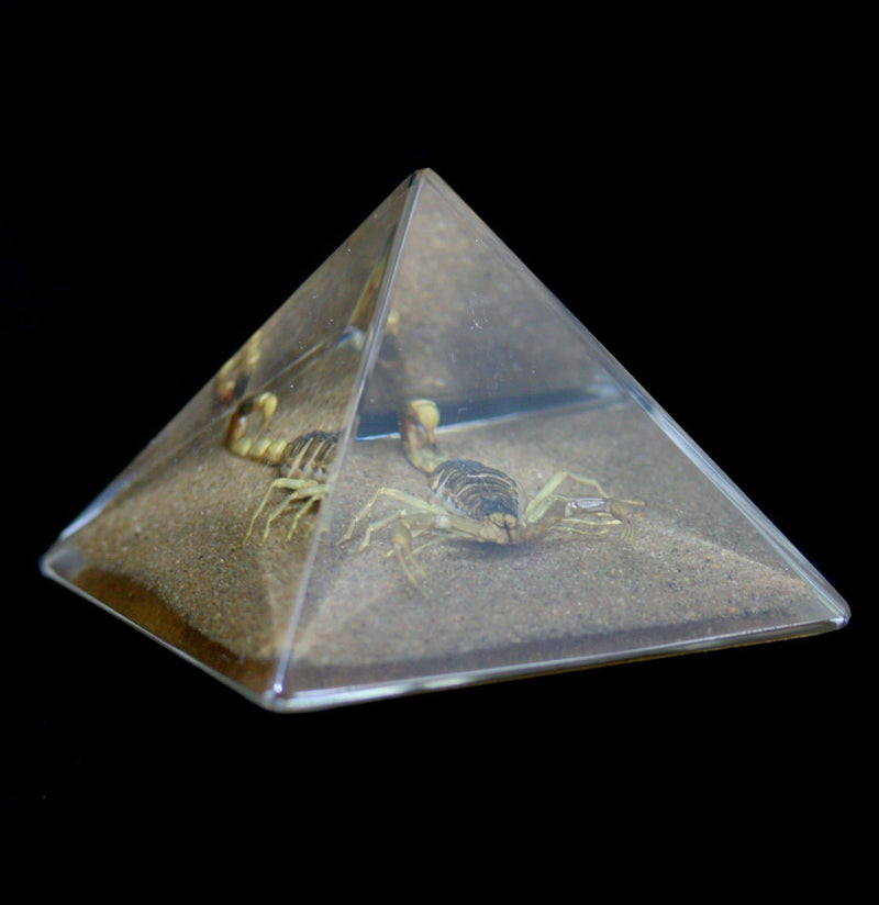 Gold Scorpion In Pyramid - Paxton Gate