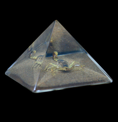 Gold Scorpion In Pyramid - Paxton Gate