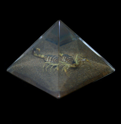 Gold Scorpion In Pyramid - Paxton Gate