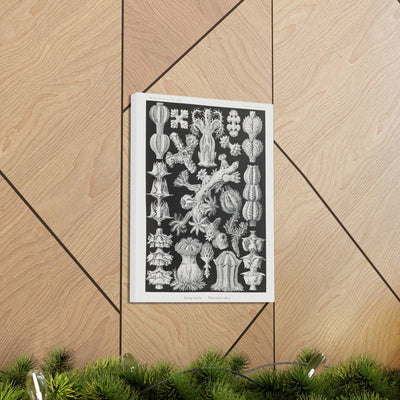 "gorgonida rindenkorallen" By Ernst Haeckel Canvas Gallery Wraps-Canvas-Printify-PaxtonGate