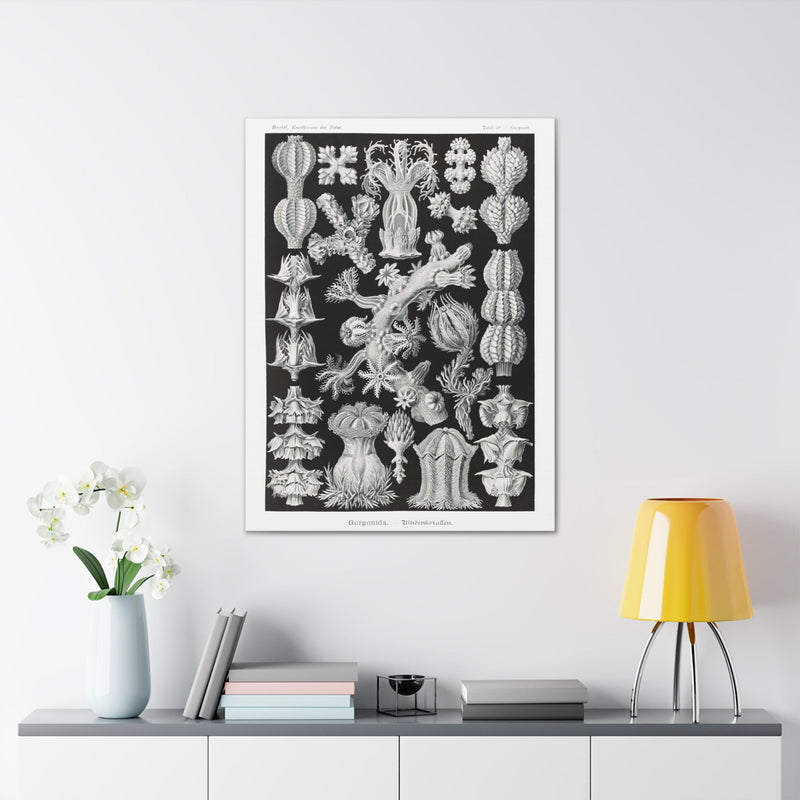 "gorgonida rindenkorallen" By Ernst Haeckel Canvas Gallery Wraps-Canvas-Printify-PaxtonGate