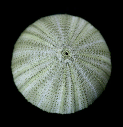 Green Ball Urchin-Invertbrts-Tideline-PaxtonGate