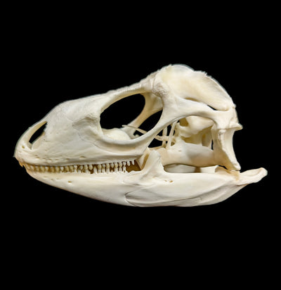 Iguana Skull-Skulls-Smilodon Resources LLC-PaxtonGate