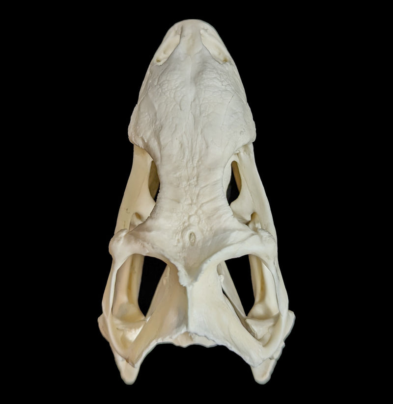 Iguana Skull-Skulls-Smilodon Resources LLC-PaxtonGate