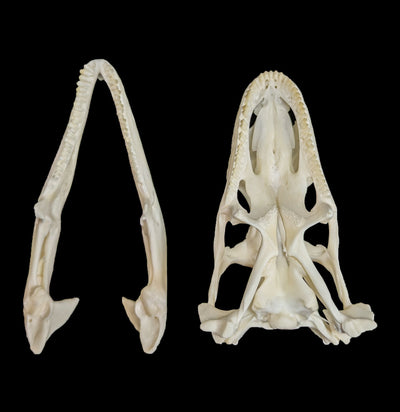 Iguana Skull-Skulls-Smilodon Resources LLC-PaxtonGate