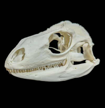 Iguana Skull-Skulls-Smilodon Resources LLC-PaxtonGate