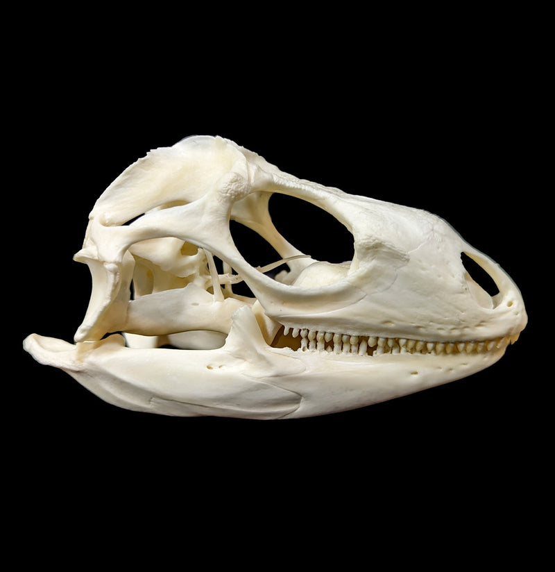 Iguana Skull-Skulls-Smilodon Resources LLC-PaxtonGate