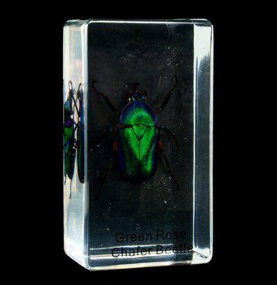 Green Rose Chafer Beetle In Acrylic - Paxton Gate