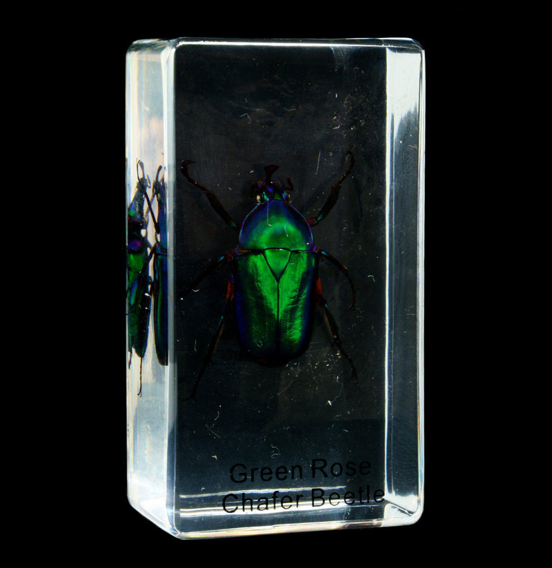 Green Rose Chafer Beetle In Acrylic - Paxton Gate