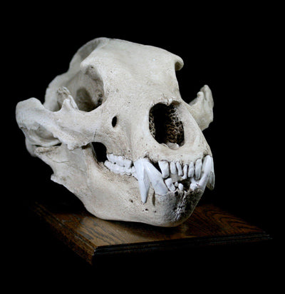 Grizzly Bear Skull Replica With Stand - Paxton Gate