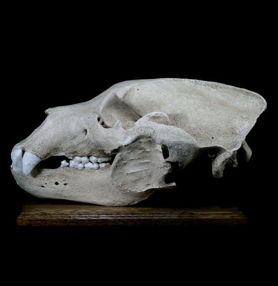 Grizzly Bear Skull Replica With Stand - Paxton Gate