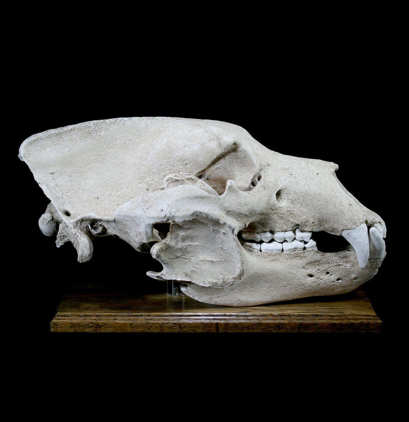 Grizzly Bear Skull Replica With Stand - Paxton Gate