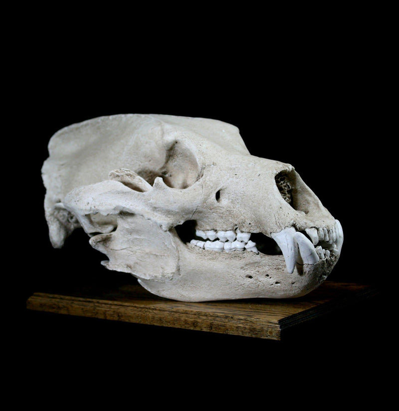 Grizzly Bear Skull Replica With Stand - Paxton Gate