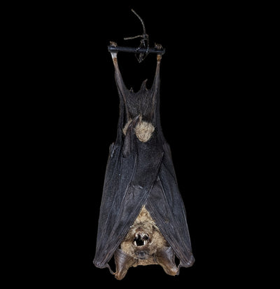 Hanging Nycteris Javanica "Rabbit Ears" Taxidermy Bat-Taxidermy-Bicbugs, LLC-PaxtonGate