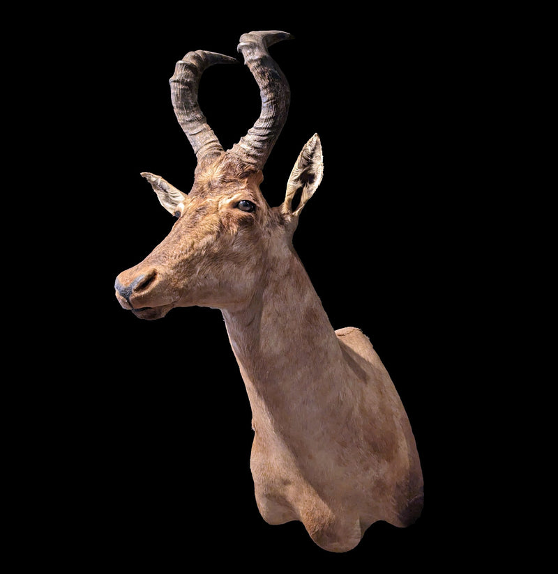 Hartebeest Shoulder Mount-Taxidermy-Geoffrey Vassallo-PaxtonGate