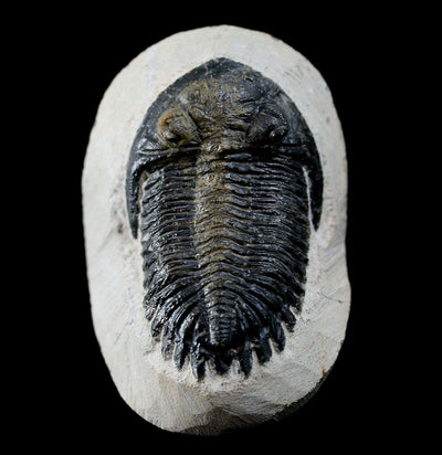 Trilobite Hollardops In Matrix - Paxton Gate