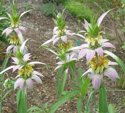 Horsemint Bar Soap - Paxton Gate