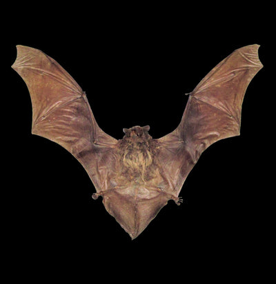 Horseshoe Bat Taxidermy - Paxton Gate