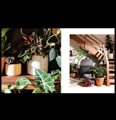 House Planted: Choosing, Growing, and Styling the Perfect Plants for Your Space - Paxton Gate