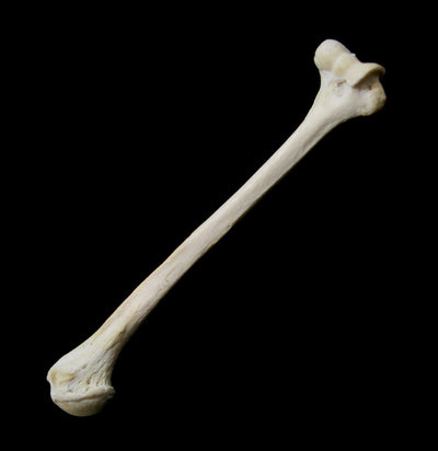 Human Humerus-Bones-Jesse Kolber-PaxtonGate