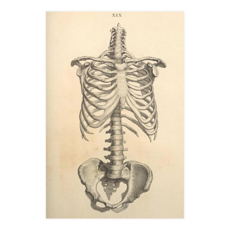 Human Ribcage Matte Poster - Paxton Gate