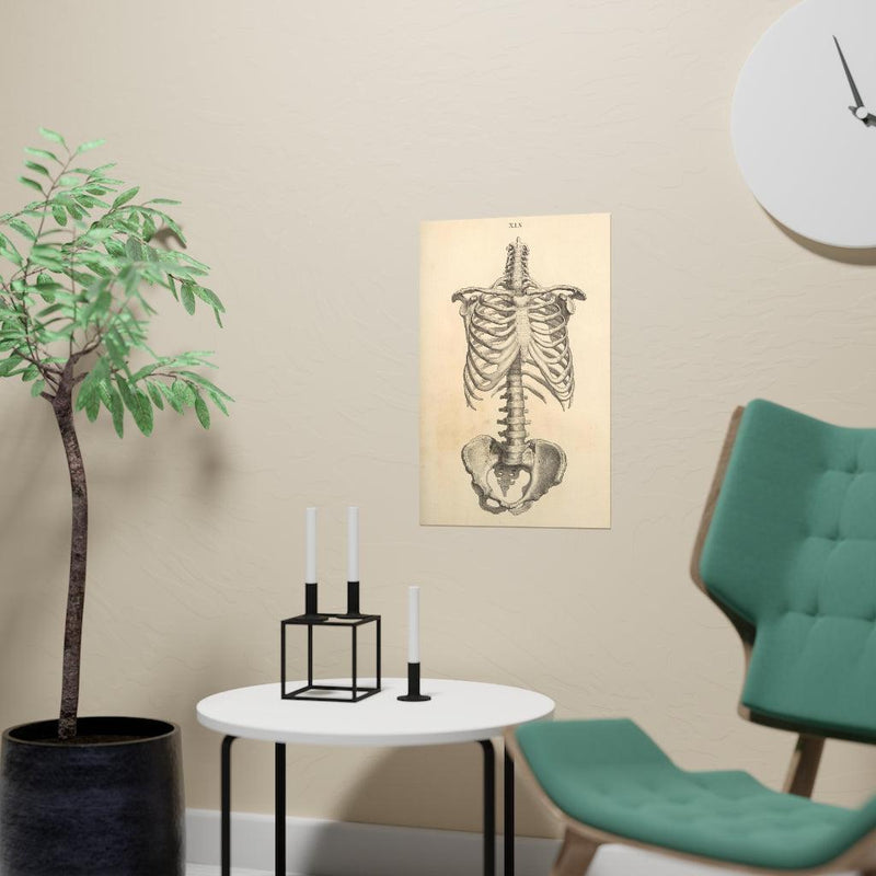 Human Ribcage Matte Poster - Paxton Gate