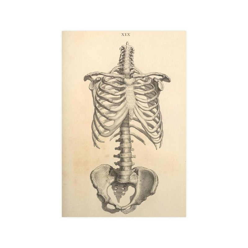 Human Ribcage Matte Poster - Paxton Gate