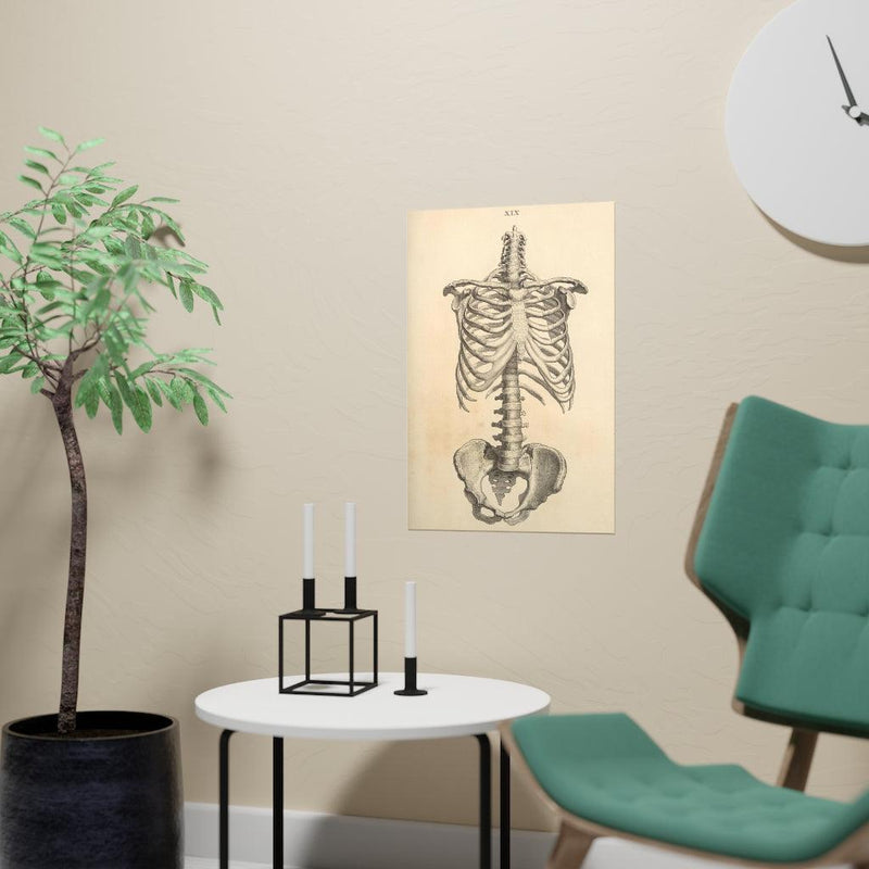 Human Ribcage Matte Poster - Paxton Gate