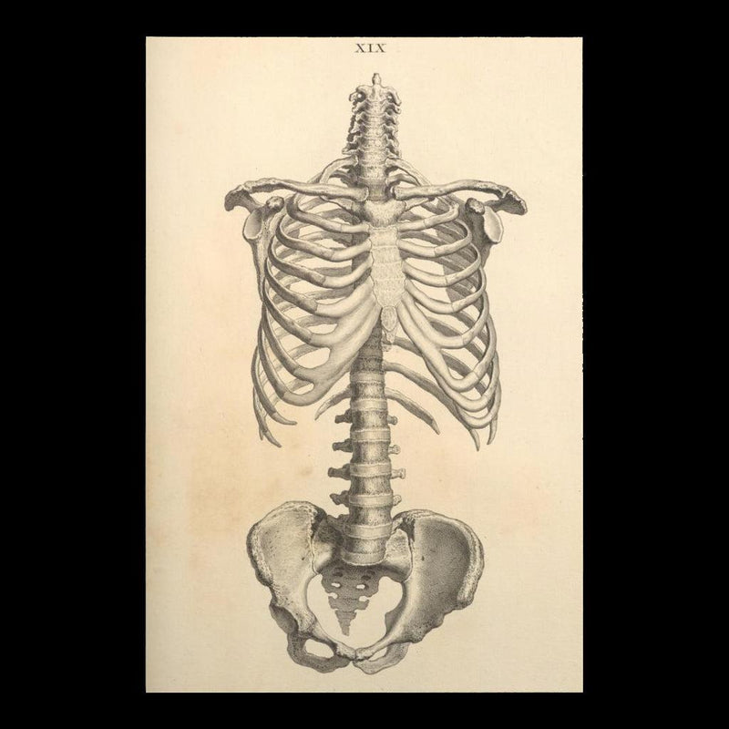 Human Ribcage Matte Poster - Paxton Gate