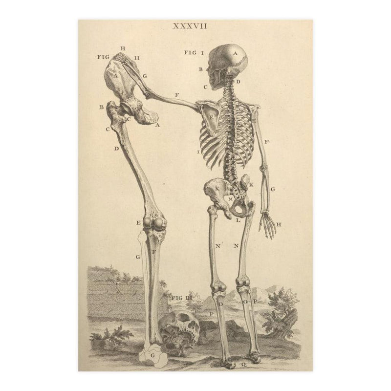 Human Skeleton And Large Leg Bone Matte Poster - Paxton Gate