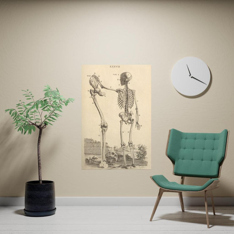 Human Skeleton And Large Leg Bone Matte Poster - Paxton Gate