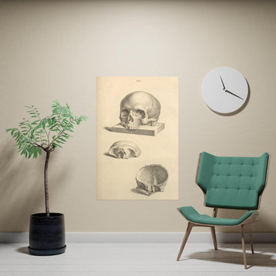 Human Skull Diagram Matte Poster - Paxton Gate